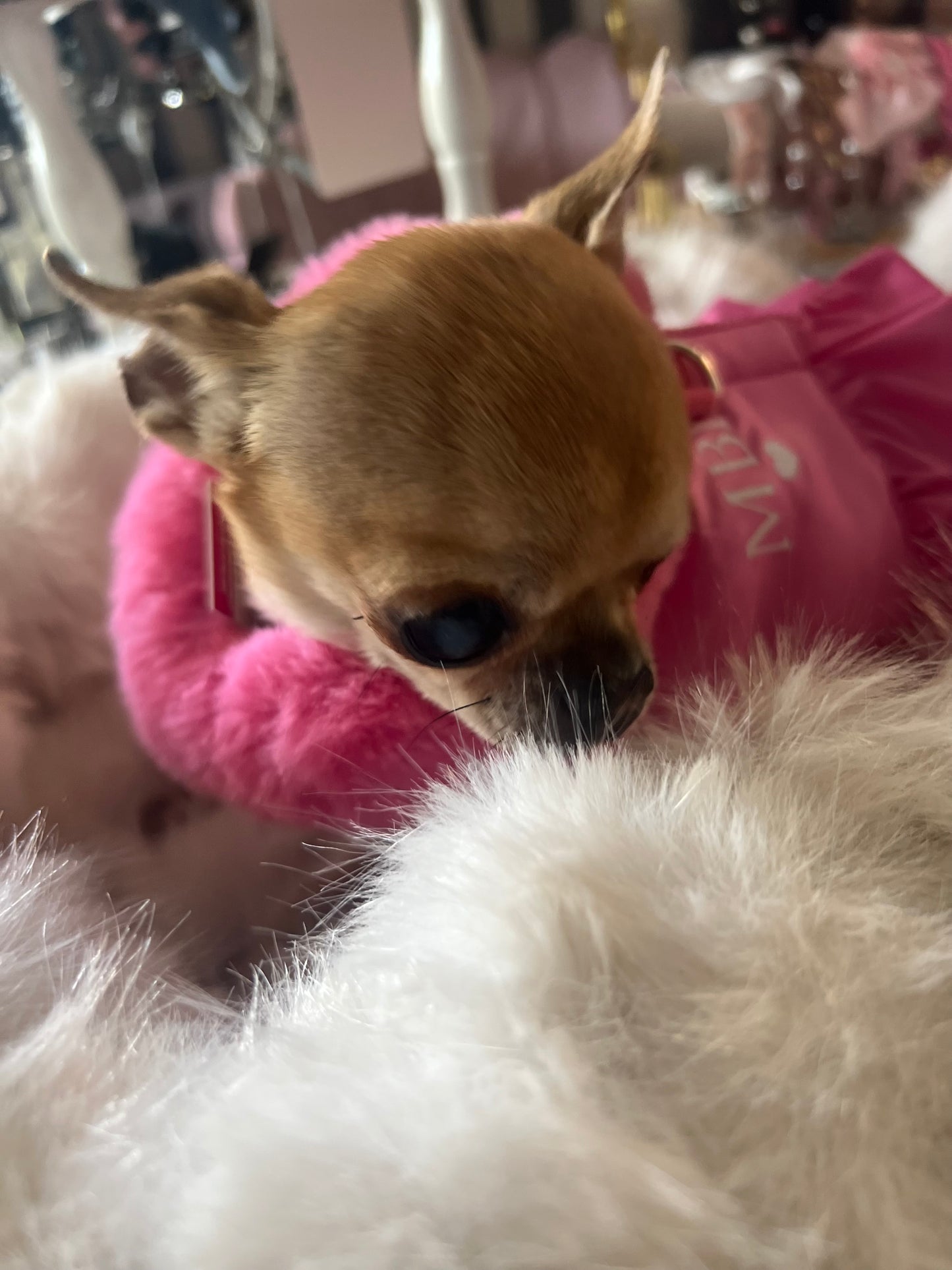 Special Désir Harness