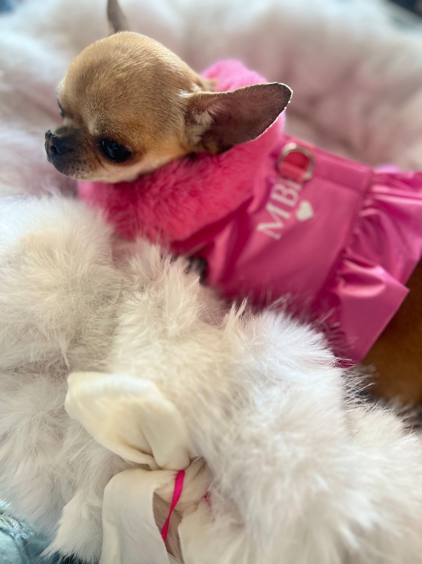 Special Désir Harness