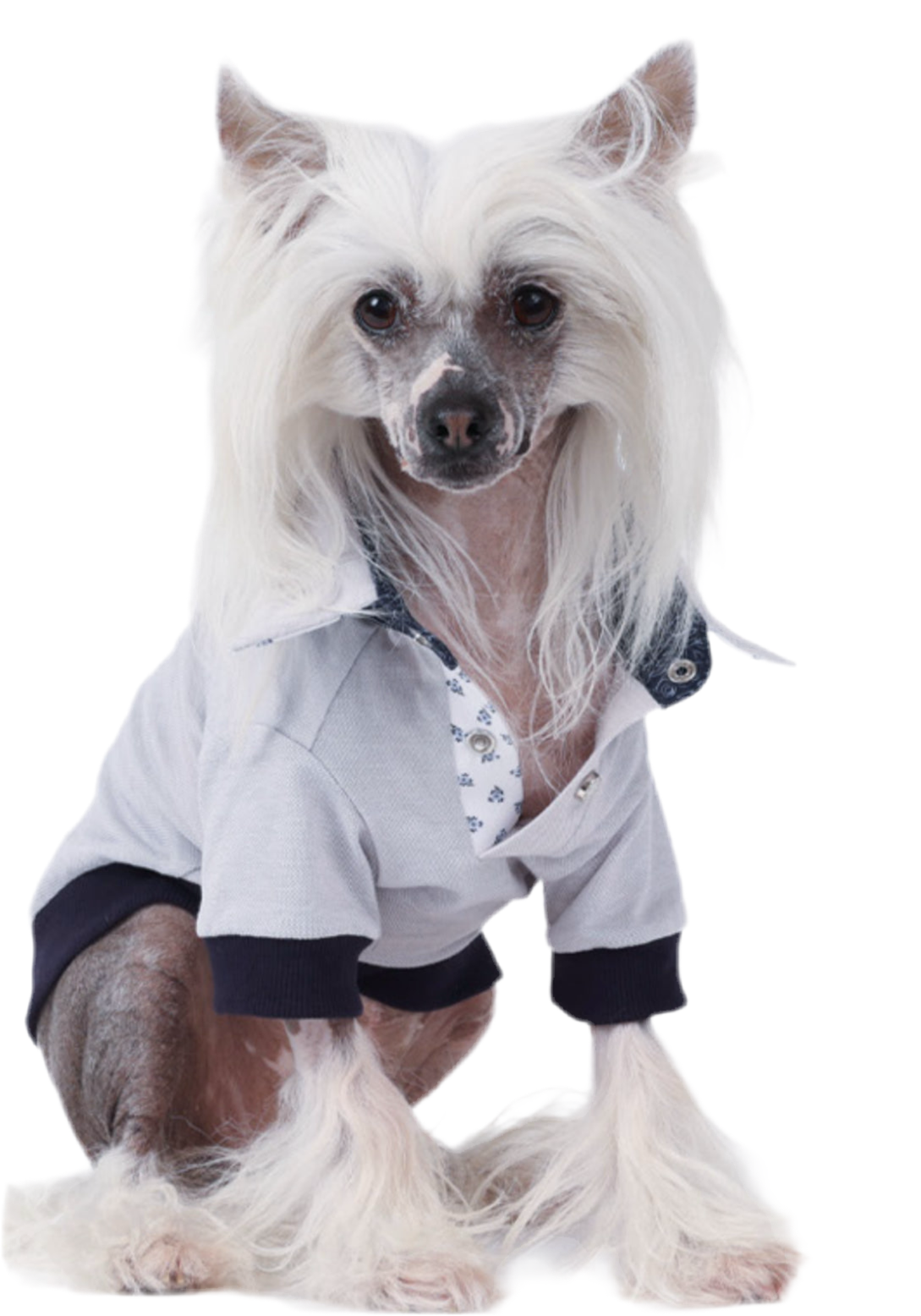 Polo Papavero