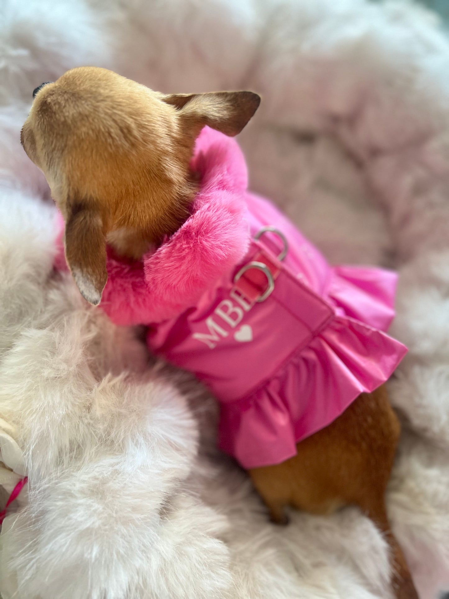 Special Désir Harness