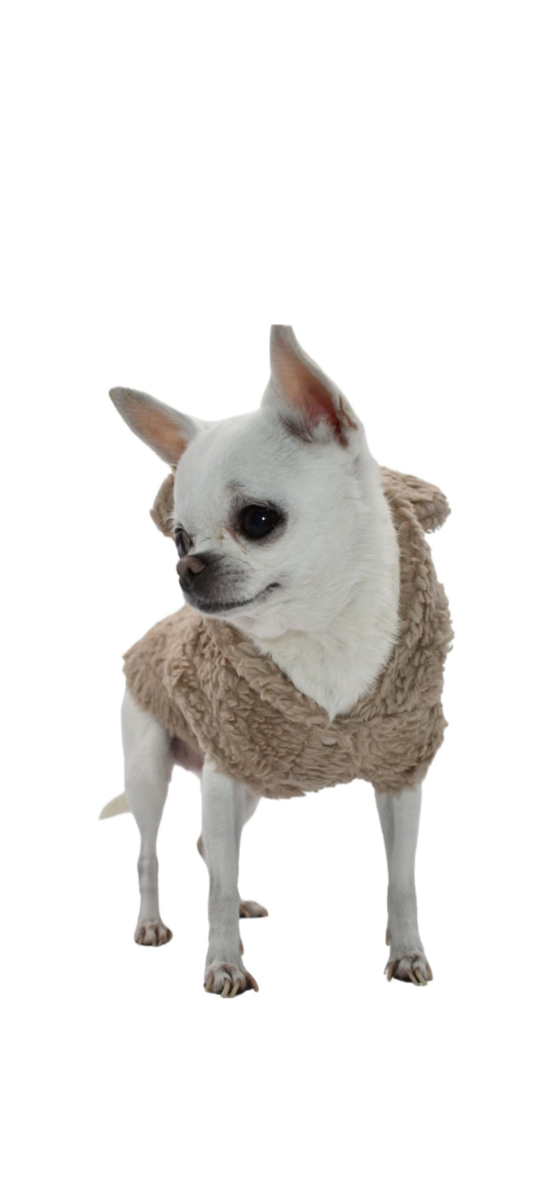 Teddy Bear Cotton Hoodie Sabbia